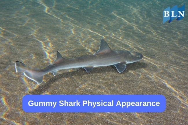 Gummy Shark Physical Appearance